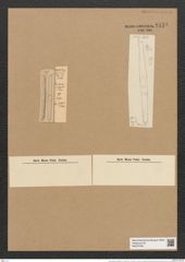 Grammatophora parallela var. fossilis Grun. (de-Toni-Nr.: Genus 93, Species 3034) Zeichnungen Sammlung Grunow Nr. 6149 (NHMW-BOT-W0374709)